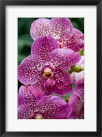 Singapore. National Orchid Garden - spotted Orchids Fine Art Print