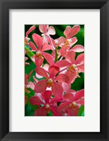 Singapore. National Orchid Garden - salmon colored Orchids Fine Art Print