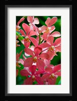 Singapore. National Orchid Garden - salmon colored Orchids Fine Art Print
