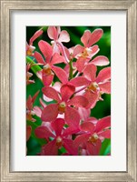 Singapore. National Orchid Garden - salmon colored Orchids Fine Art Print