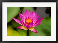 Single magenta water lily at the Orchid Garden at Lake Gardens Park in Kuala Lumpur Malaysia Fine Art Print