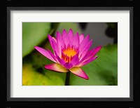 Single magenta water lily at the Orchid Garden at Lake Gardens Park in Kuala Lumpur Malaysia Fine Art Print