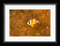 Clark's Anemonefish, Puerto Gallera, Philippines Fine Art Print