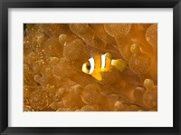 Clark's Anemonefish, Puerto Gallera, Philippines Fine Art Print