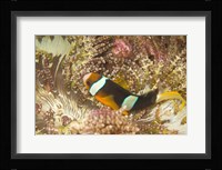 Clark's Anemonefish, Philippines Fine Art Print