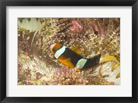 Clark's Anemonefish, Philippines Fine Art Print