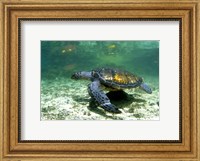 Green Sea Turtle Savai'i Island, Western Samoa Fine Art Print