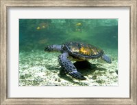 Green Sea Turtle Savai'i Island, Western Samoa Fine Art Print