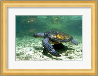 Green Sea Turtle Savai'i Island, Western Samoa Fine Art Print