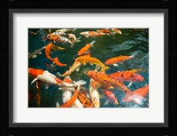 Ornament Koi or Common Carp, Shopping Mall Pond, Malacca, Historic Melaka, Malaysia Peninsula, Malaysia, SE Asia Fine Art Print