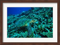 Sea tutle, Southern Maldives, Indian Ocean Fine Art Print