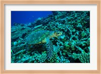 Sea tutle, Southern Maldives, Indian Ocean Fine Art Print