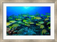 Schooling Bluestripped Snappers, North Huvadhoo Atoll, Southern Maldives, Indian Ocean Fine Art Print