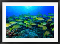 Schooling Bluestripped Snappers, North Huvadhoo Atoll, Southern Maldives, Indian Ocean Fine Art Print
