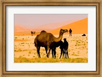 Oman, Rub Al Khali desert, camels, mother and calves Fine Art Print