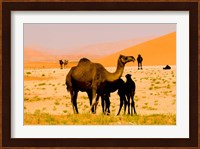 Oman, Rub Al Khali desert, camels, mother and calves Fine Art Print