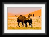 Oman, Rub Al Khali desert, camels, mother and calves Fine Art Print