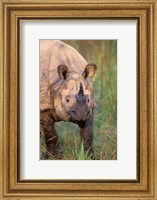 Asia, Nepal, Royal Chitwan NP. Indian rhinoceros Fine Art Print