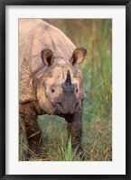 Asia, Nepal, Royal Chitwan NP. Indian rhinoceros Fine Art Print