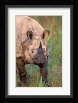 Asia, Nepal, Royal Chitwan NP. Indian rhinoceros Fine Art Print