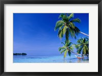 Maldives, Felidhu Atoll. Man relaxing in hammock Fine Art Print