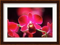 Malaysia, Orchid Fine Art Print