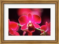 Malaysia, Orchid Fine Art Print