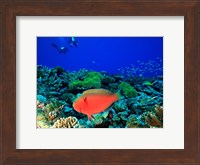 Sheephead Parrotfish, North Huvadhoo Atoll, Southern Maldives, Indian Ocean Fine Art Print