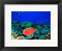 Sheephead Parrotfish, North Huvadhoo Atoll, Southern Maldives, Indian Ocean Fine Art Print