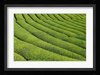 Tea Field in Rize, Black Sea region of Turkey Fine Art Print