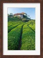 Tea Field in Rize, Black Sea Region of Turkey Fine Art Print