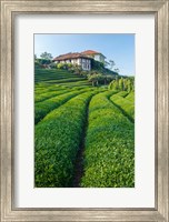 Tea Field in Rize, Black Sea Region of Turkey Fine Art Print