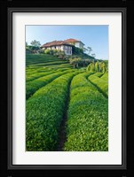 Tea Field in Rize, Black Sea Region of Turkey Fine Art Print
