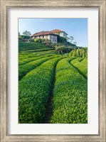 Tea Field in Rize, Black Sea Region of Turkey Fine Art Print