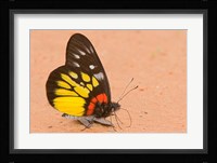Thailand, Tung Saleng Luang NP, Jezebel, salt minerals Fine Art Print