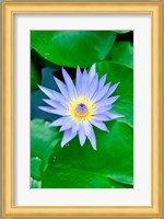Lily Flower at Wat Chalong temple Phuket, Thailand Fine Art Print