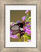 Thailand, Doi Inthanon, Papilio polytes, butterfly Fine Art Print