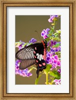 Thailand, Doi Inthanon, Papilio polytes, butterfly Fine Art Print