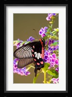 Thailand, Doi Inthanon, Papilio polytes, butterfly Fine Art Print