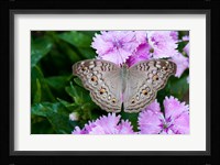Thailand, Khon Kaen, grey Pansy butterfly Fine Art Print