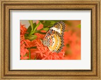 Thailand, Nam Nao NP, Leopard Lacewing butterfly Fine Art Print