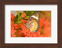 Thailand, Nam Nao NP, Leopard Lacewing butterfly Fine Art Print