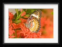 Thailand, Nam Nao NP, Leopard Lacewing butterfly Fine Art Print