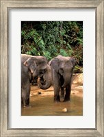 Asian Elephants in Khao Yi National Park, Thailand Fine Art Print