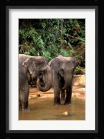 Asian Elephants in Khao Yi National Park, Thailand Fine Art Print