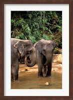 Asian Elephants in Khao Yi National Park, Thailand Fine Art Print
