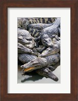 Asia, Thailand Crocodiles Fine Art Print