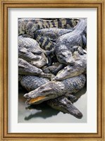 Asia, Thailand Crocodiles Fine Art Print