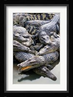 Asia, Thailand Crocodiles Fine Art Print