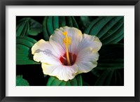Hibiscus flower, Bangkok, Thailand Fine Art Print
